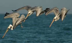 diving pelicans