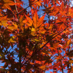 Musings on a Late Summer/Early Autumn Day